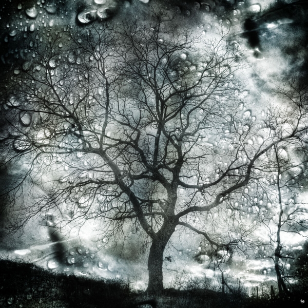 Photograph Samuel Moulin Tree on One Eyeland